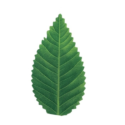 decorazione servente degli strumenti dell'alimento verde della foglia di 7.5cm foglia di plastica dei sushi
